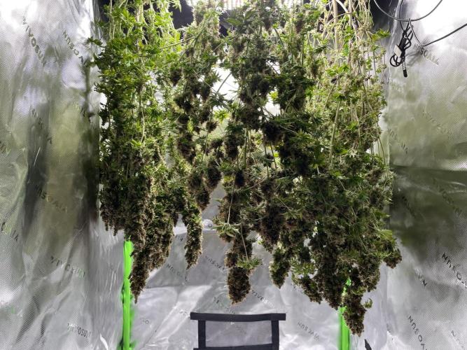 Terpyz - Dooligah 0G F3. Week 23