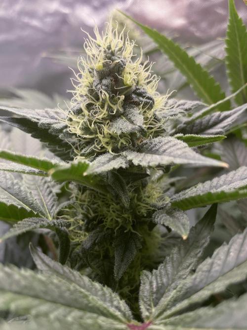 Terpyz - Neon Wasabii. Week 15