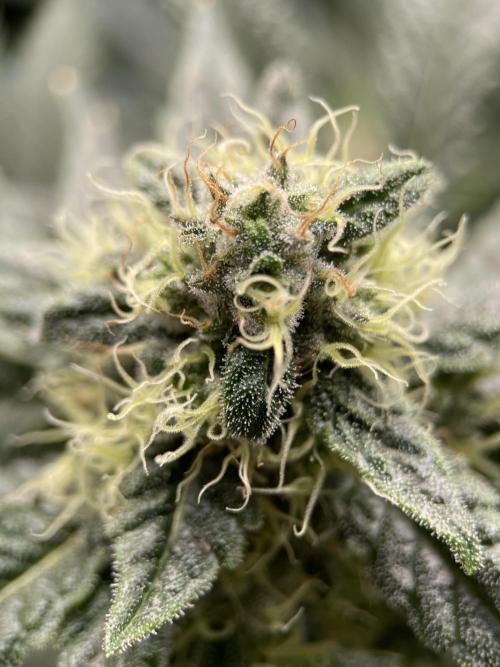 Terpyz - Neon Wasabii. Week 15