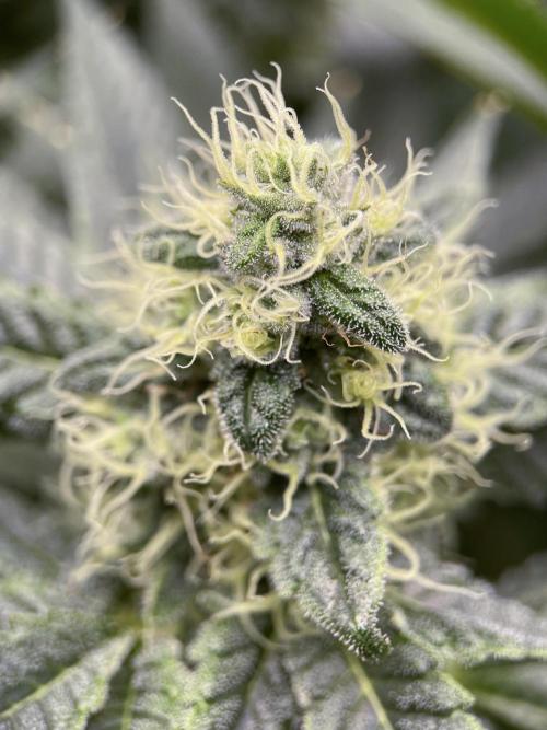 Terpyz - Neon Wasabii. Week 15