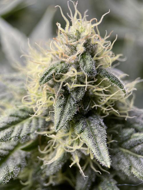 Terpyz - Neon Wasabii. Week 15