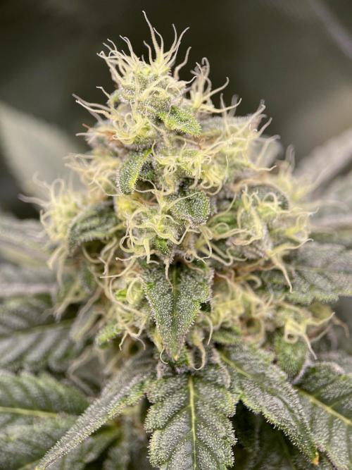 Terpyz - Neon Wasabii. Week 16