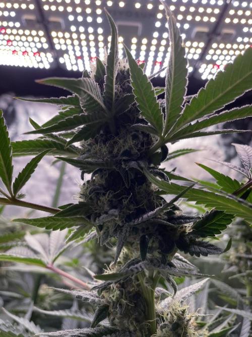 Terpyz - Neon Wasabii. Week 16