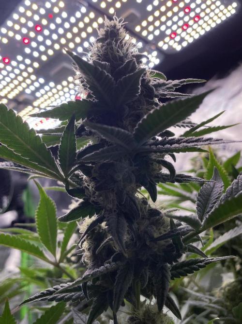 Terpyz - Neon Wasabii. Week 16