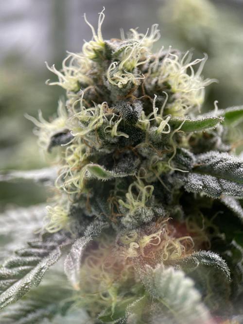 Terpyz - Neon Wasabii. Week 17