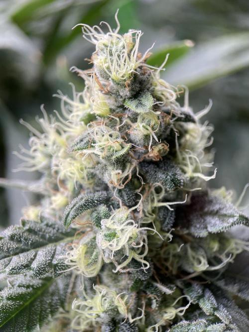 Terpyz - Neon Wasabii. Week 17