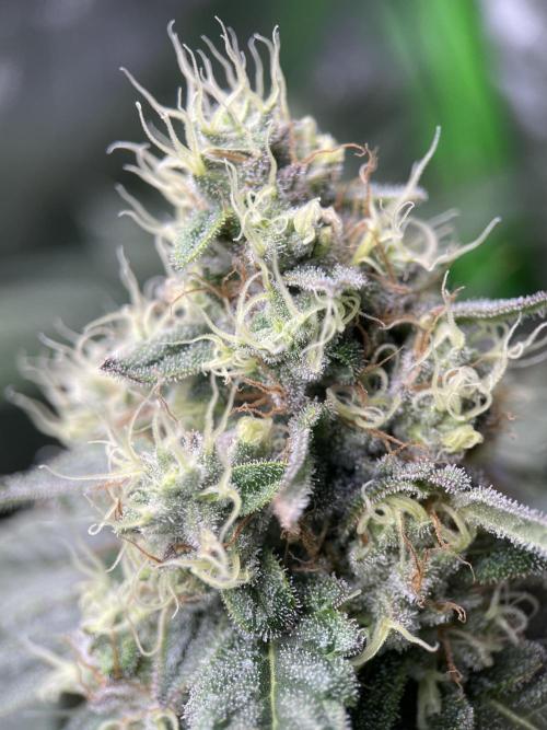 Terpyz - Neon Wasabii. Week 17
