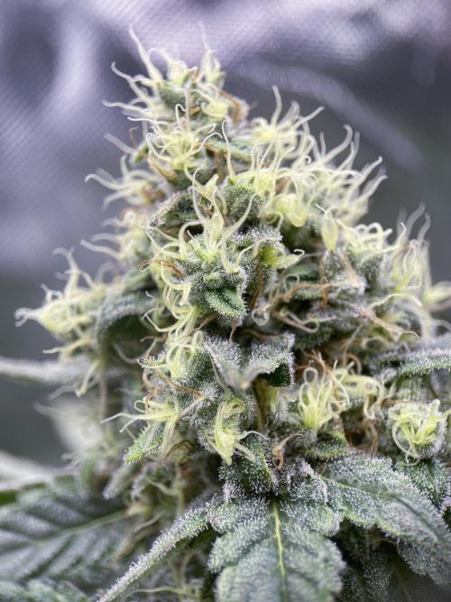 Terpyz - Neon Wasabii. Week 17