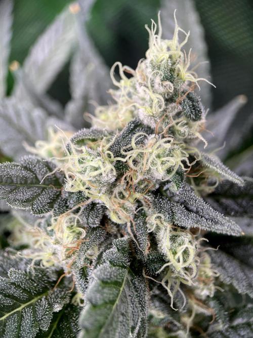 Terpyz - Neon Wasabii. Week 17