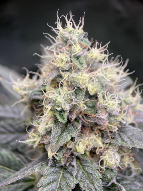Terpyz - Neon Wasabii. Week 17