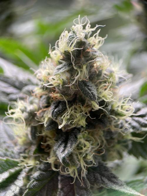 Terpyz - Neon Wasabii. Week 17