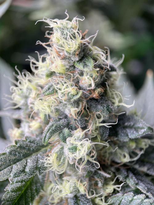 Terpyz - Neon Wasabii. Week 17