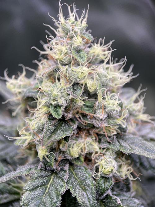 Terpyz - Neon Wasabii. Week 17