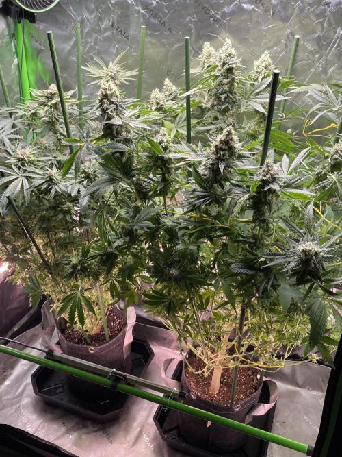 Terpyz - Neon Wasabii. Week 17