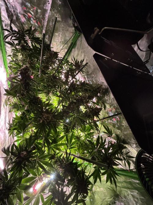 Terpyz - Neon Wasabii. Week 18