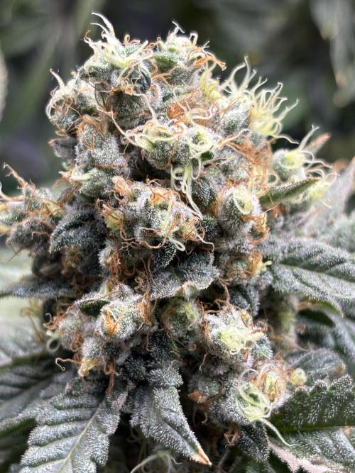 Terpyz - Neon Wasabii. Week 18
