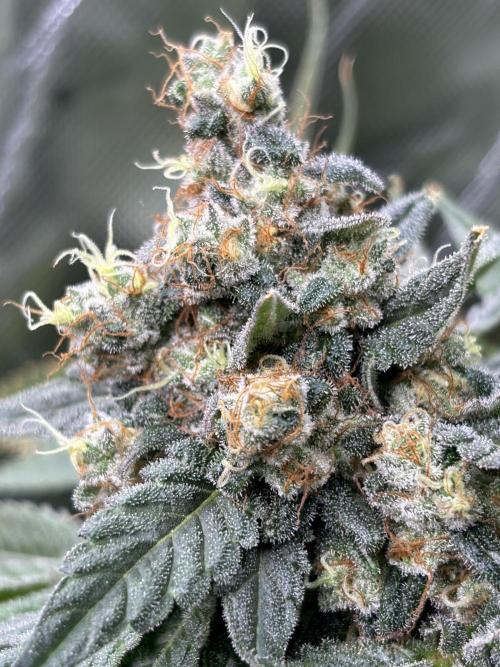 Terpyz - Neon Wasabii. Week 18