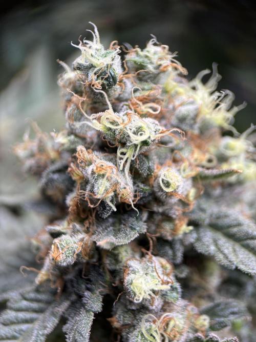 Terpyz - Neon Wasabii. Week 18