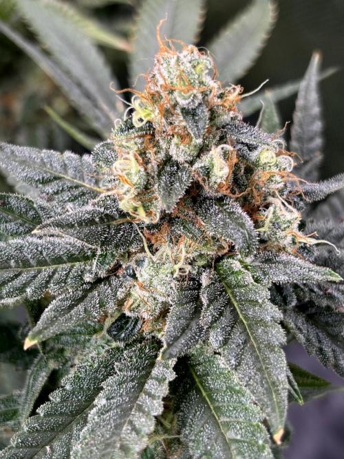 Terpyz - Neon Wasabii. Week 18