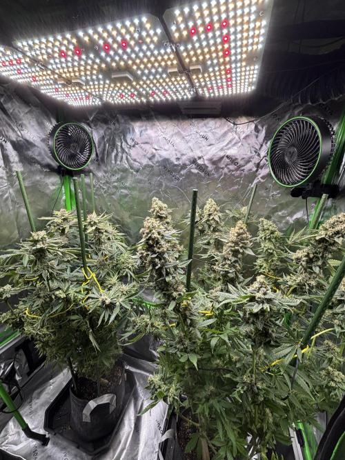 Terpyz - Neon Wasabii. Week 18