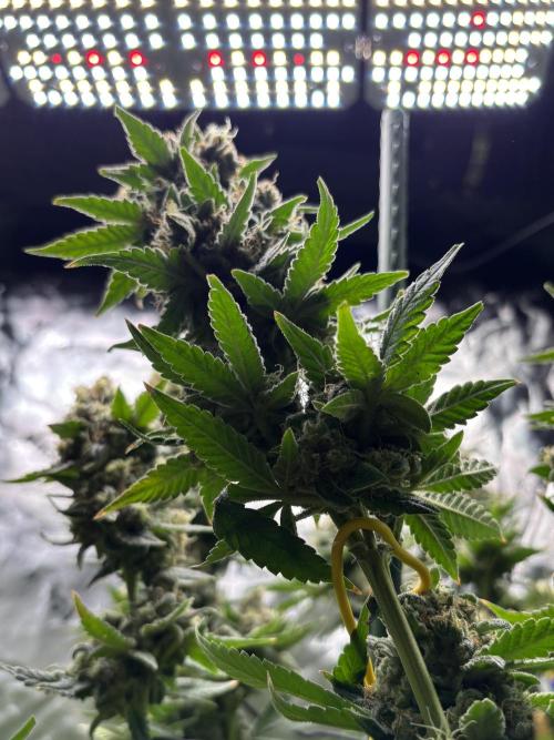Terpyz - Neon Wasabii. Week 18