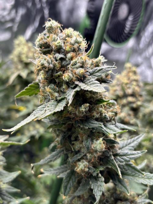 Terpyz - Neon Wasabii. Week 18