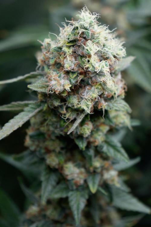 Terpyz - Neon Wasabii. Week 19