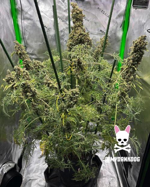 Terpyz - Mentha De Croco. Week 22