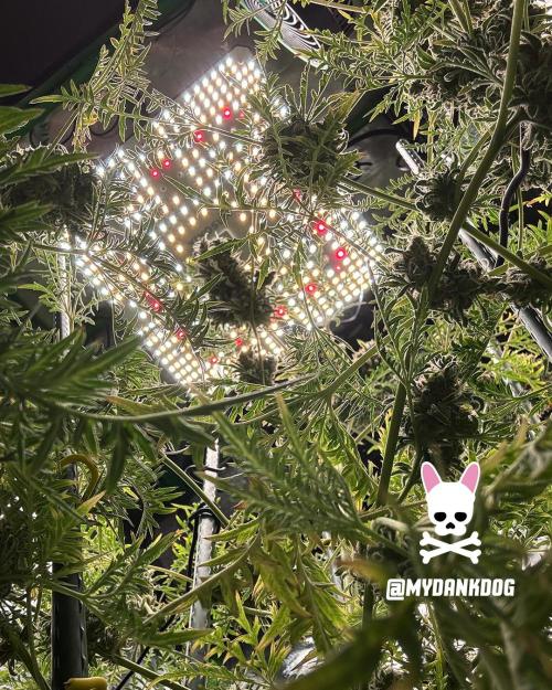 Terpyz - Mentha De Croco. Week 22