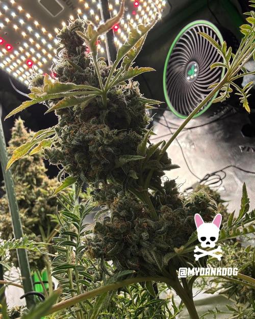 Terpyz - Mentha De Croco. Week 22