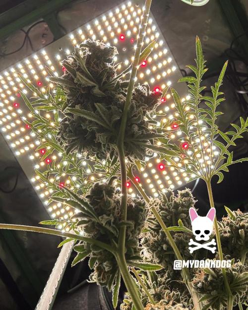 Terpyz - Mentha De Croco. Week 22