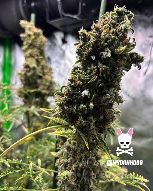 Terpyz - Mentha De Croco. Week 22