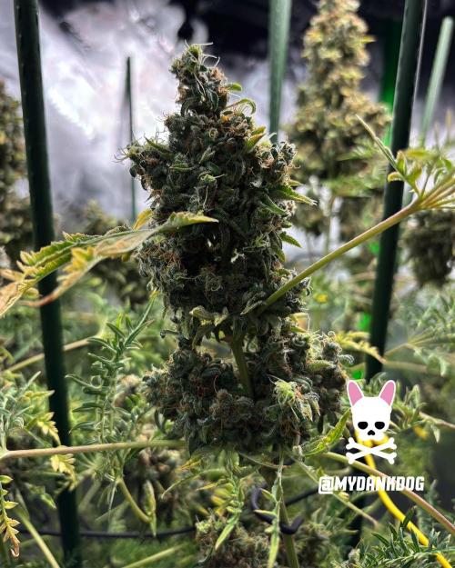 Terpyz - Mentha De Croco. Week 22
