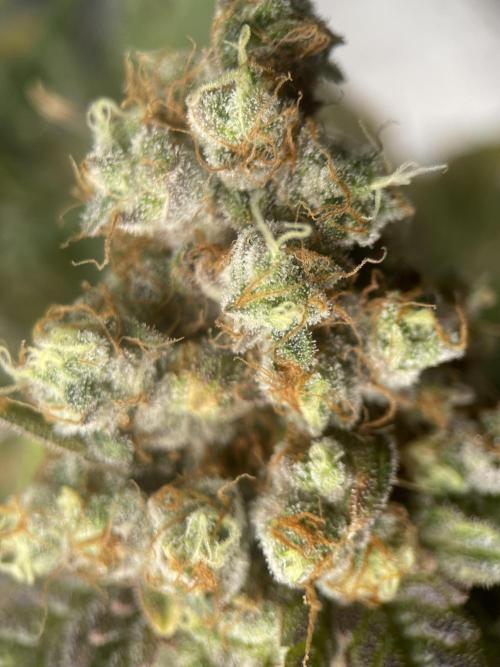 Terpyz - Neon Wasabii. Week 20