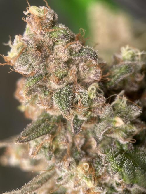 Terpyz - Neon Wasabii. Week 20