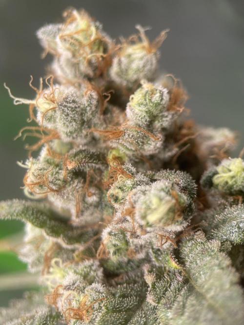 Terpyz - Neon Wasabii. Week 20