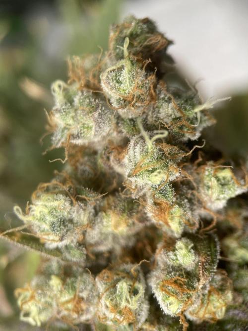 Terpyz - Neon Wasabii. Week 20
