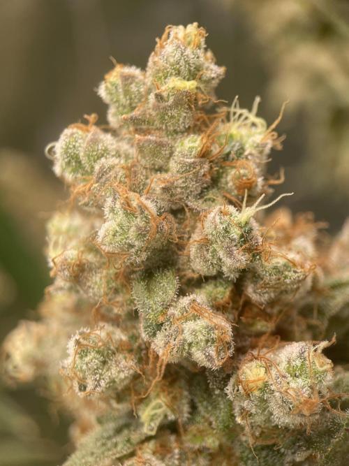 Terpyz - Neon Wasabii. Week 20