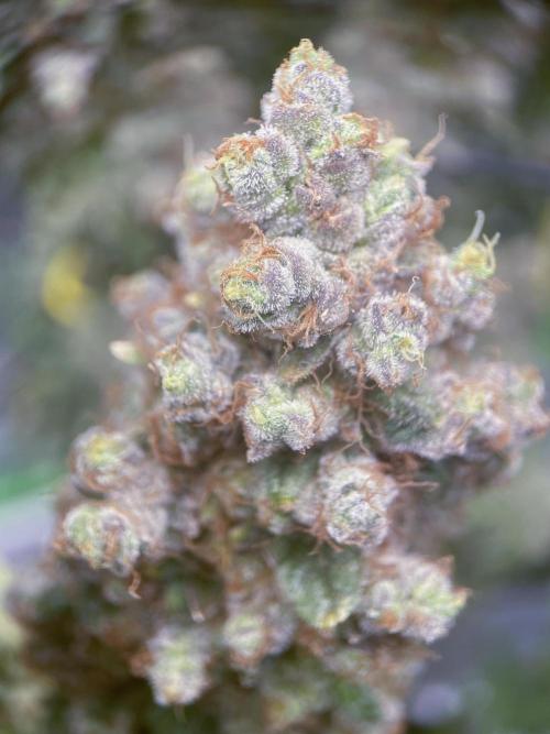Terpyz - Neon Wasabii. Week 21