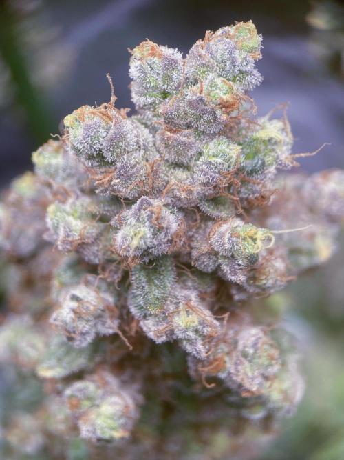 Terpyz - Neon Wasabii. Week 21