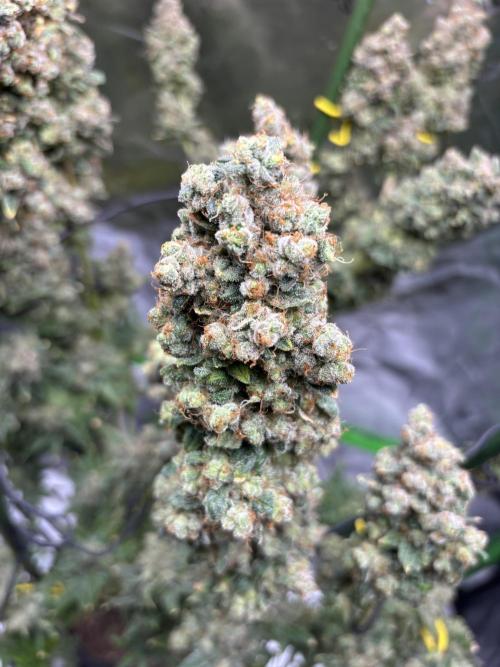 Terpyz - Neon Wasabii. Week 22