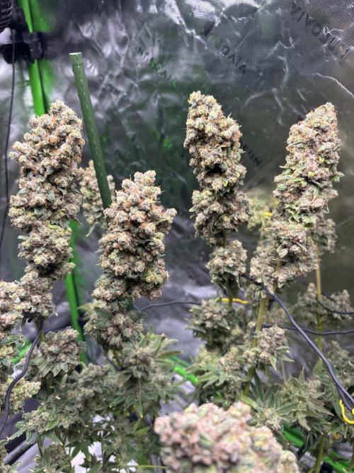 Terpyz - Neon Wasabii. Week 22