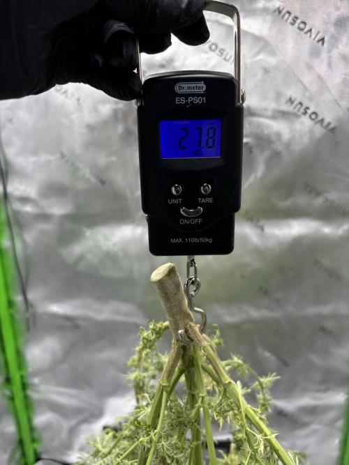 Terpyz - Mentha De Croco. Week 23