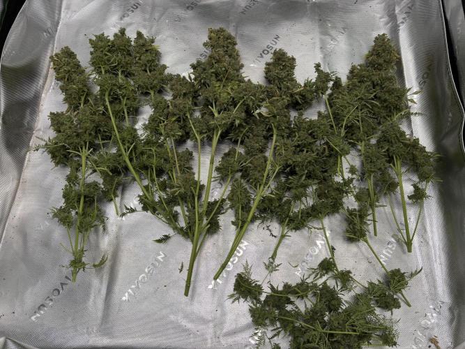 Terpyz - Mentha De Croco. Week 23