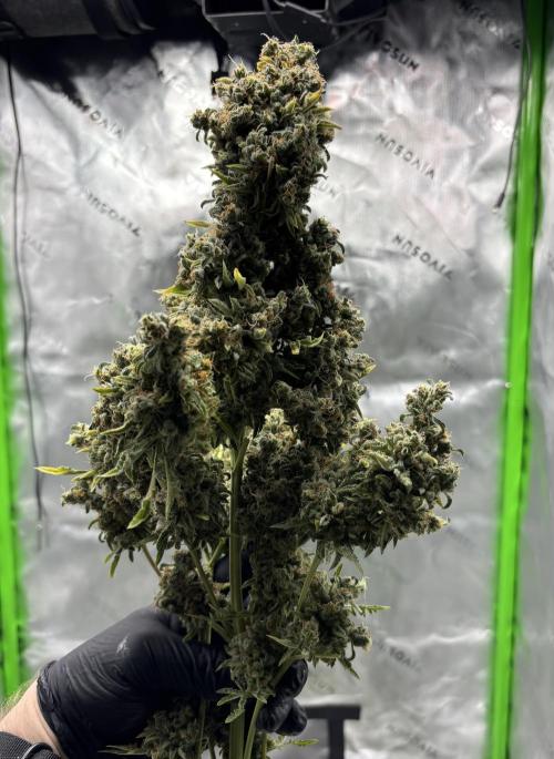 Terpyz - Mentha De Croco. Week 23