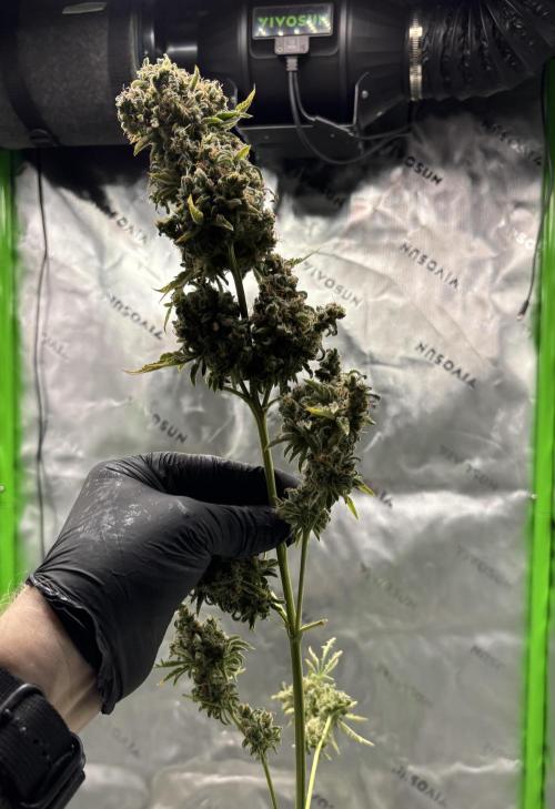 Terpyz - Mentha De Croco. Week 23