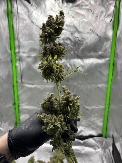 Terpyz - Mentha De Croco. Week 23