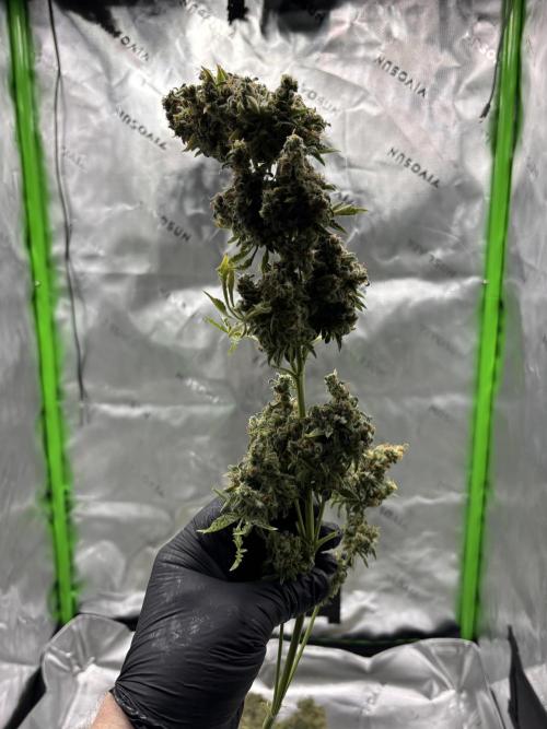 Terpyz - Mentha De Croco. Week 23