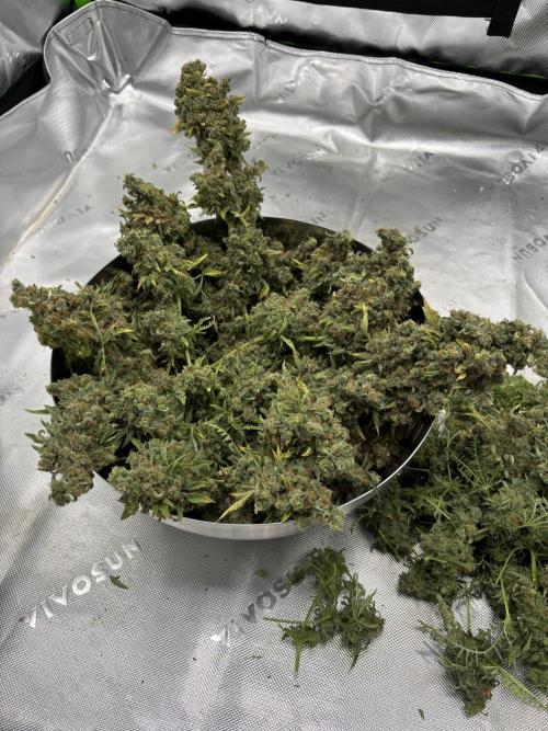 Terpyz - Mentha De Croco. Week 23