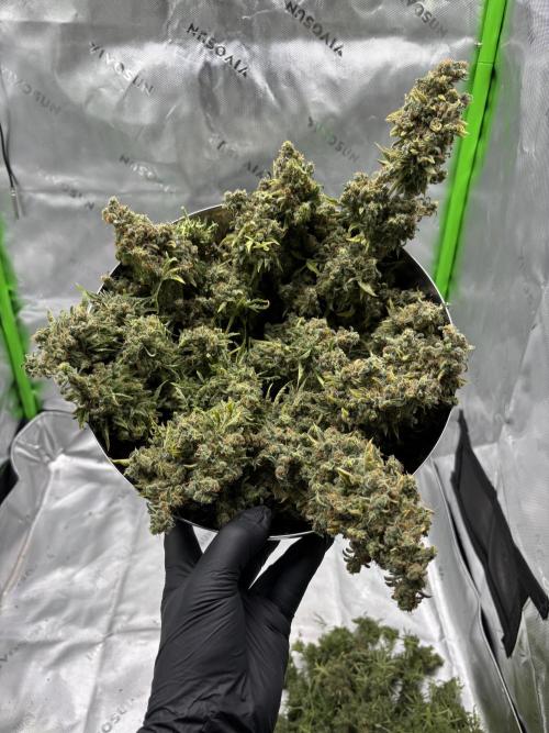 Terpyz - Mentha De Croco. Week 23